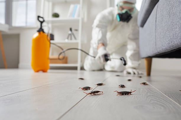Commercial Rodent Management in South Amboy